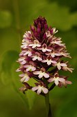 Anacamptis pyramidalis